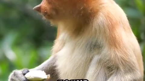 Monkey Steals Camera: Hilarious Heist!