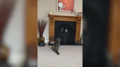Cat Climb Mantle