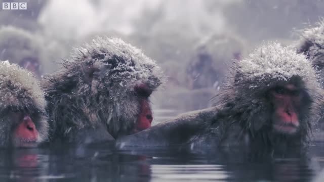 Slow Down With Snow Monkeys - Rest | Mindful Escapes | BBC Earth