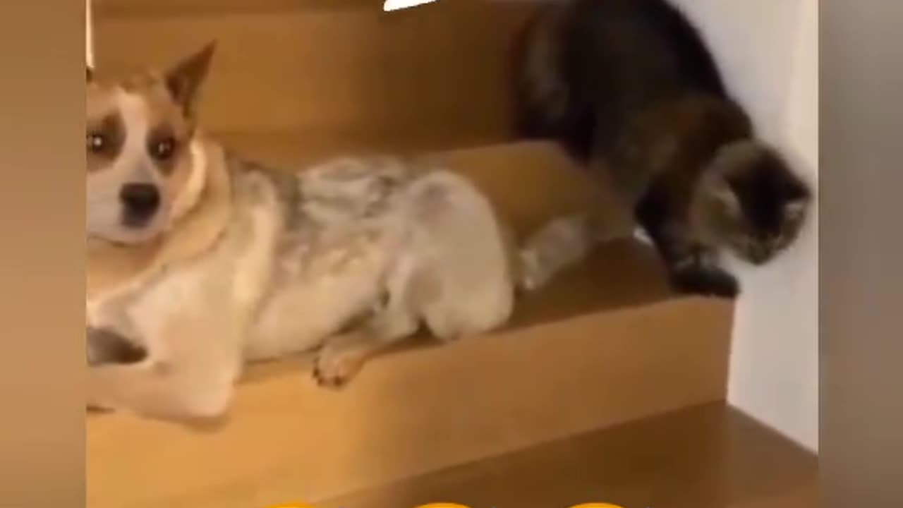 Funny dog an cat