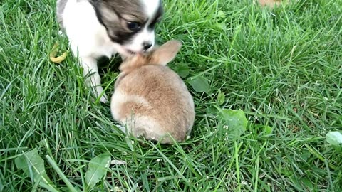 Bunnies & Puppies