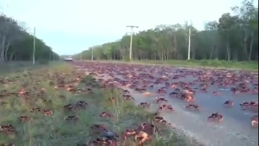 Poor crunchy crabs
