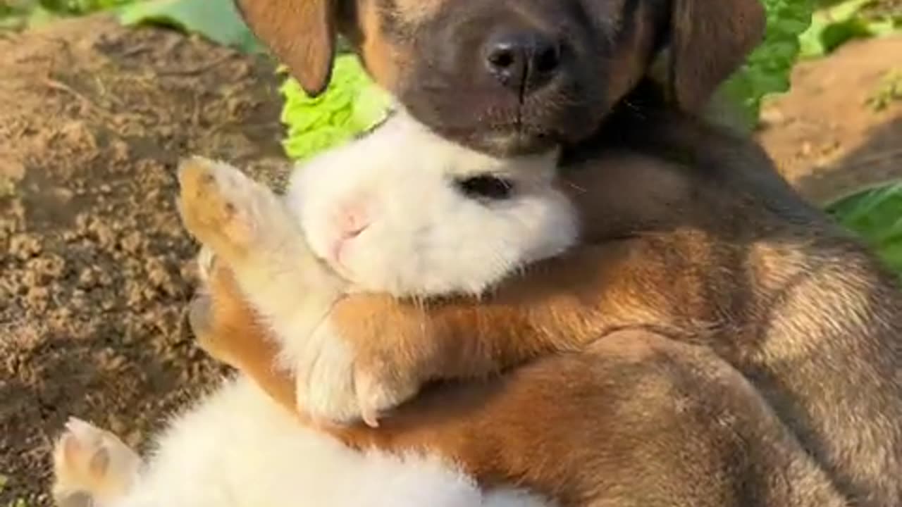 It's cold outside, the dog holds onto the little bunny and won't let go