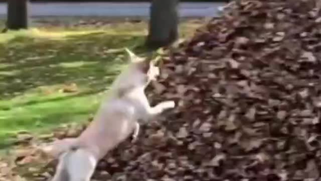 Funny animals, Cats, part 06