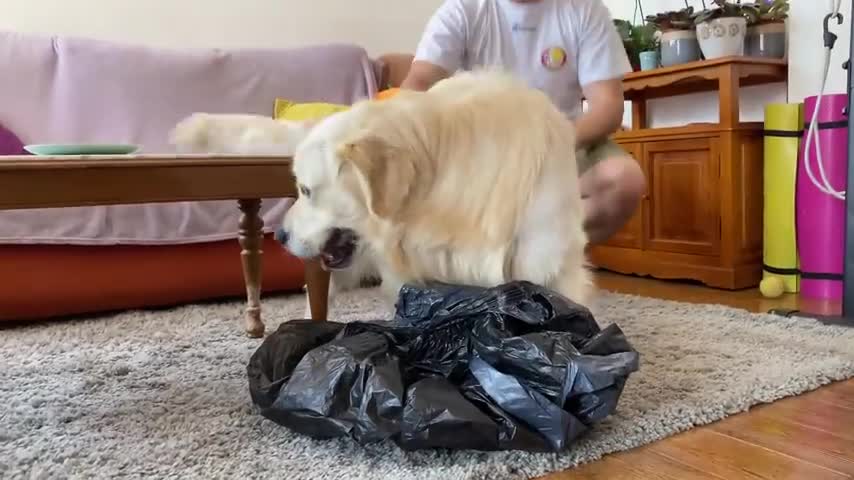 Hiding from a Golden Retriever in a Trash Bag