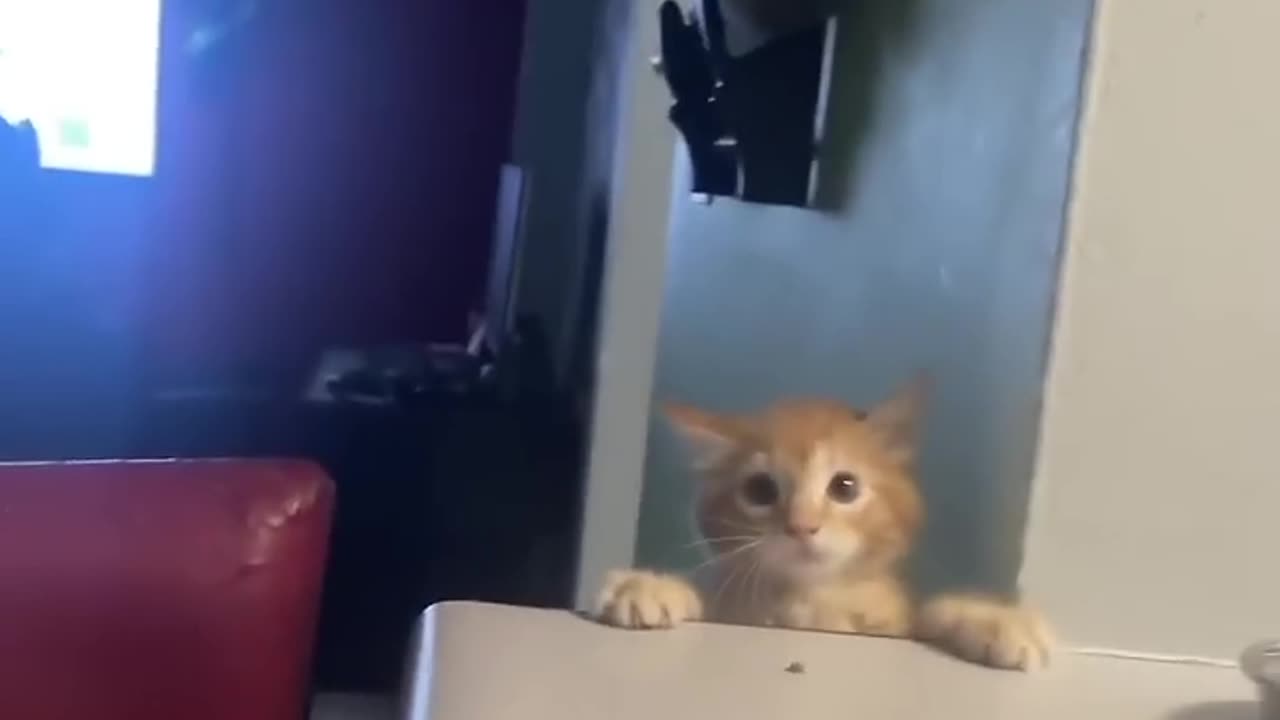 Cute cat funny video 😍😍😍😍