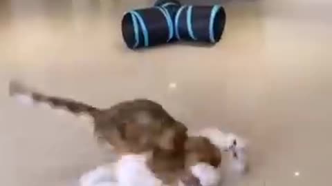 Funny animal video