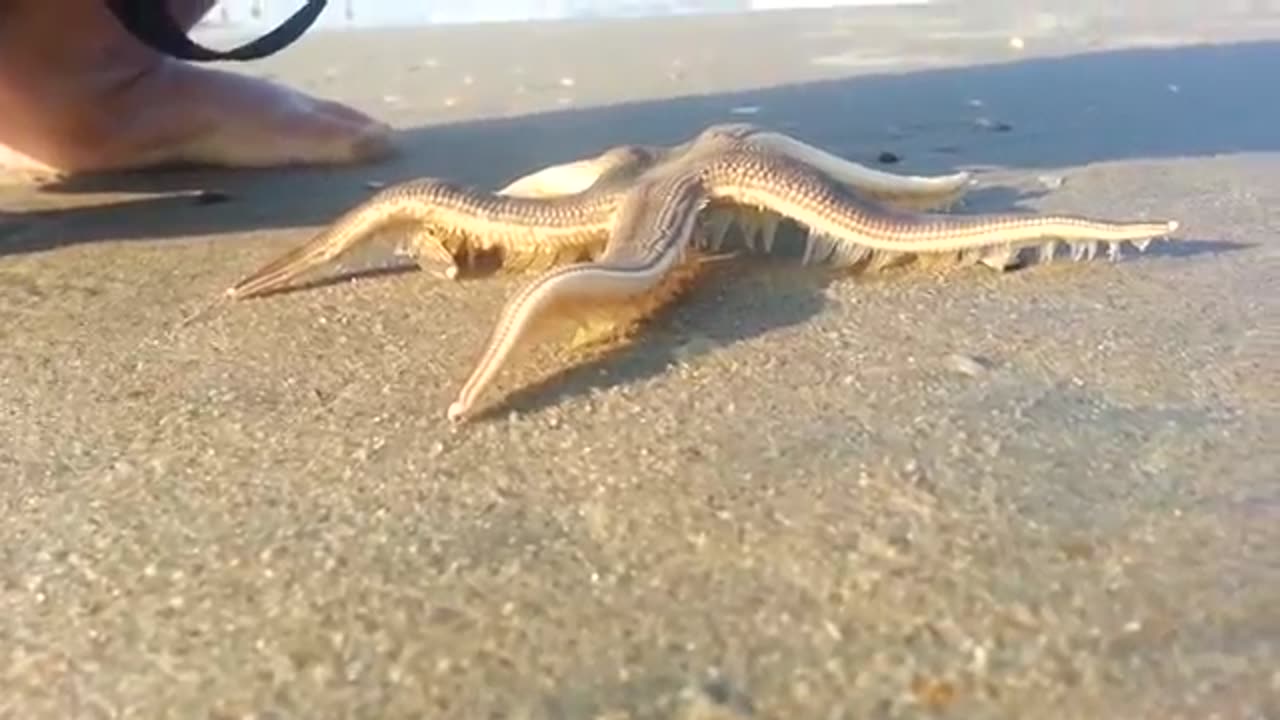 Star Fish Walking on the Beach