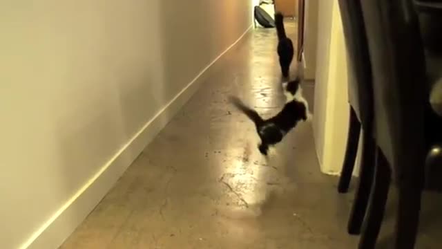 Cat and dog