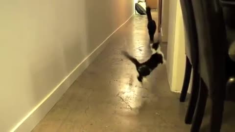 Cat and dog