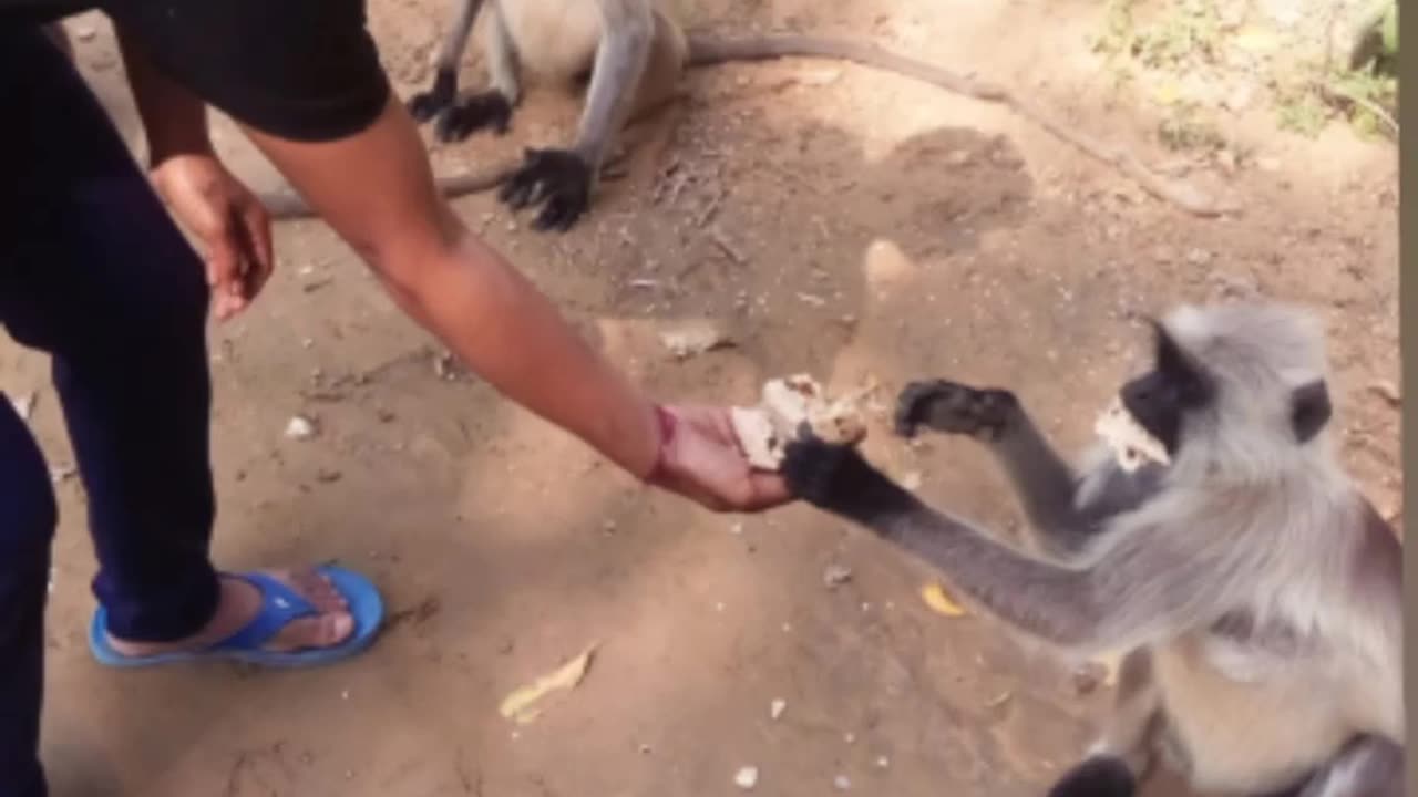 How to eat monkey whith boys hand