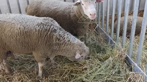 Woolly sheep in farmhouse.