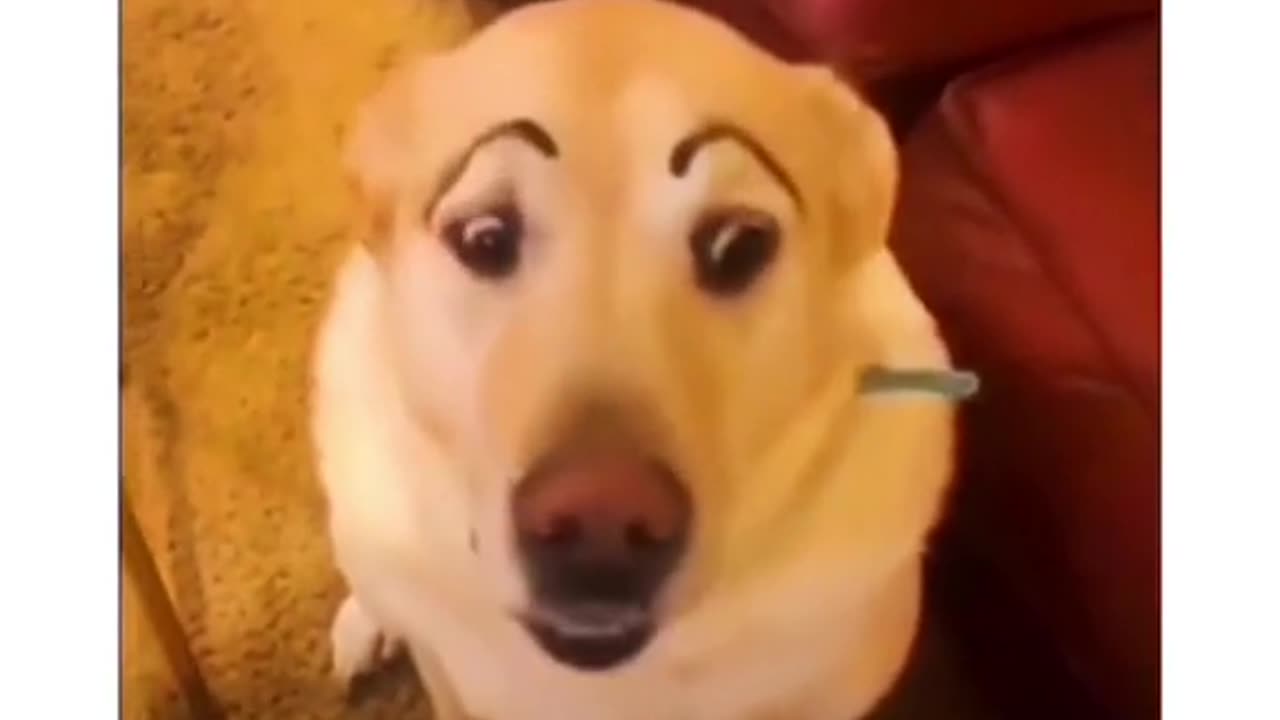 Best dog compilation