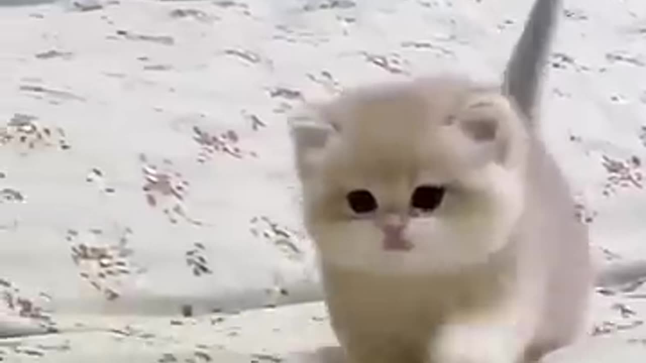 Funny animal video