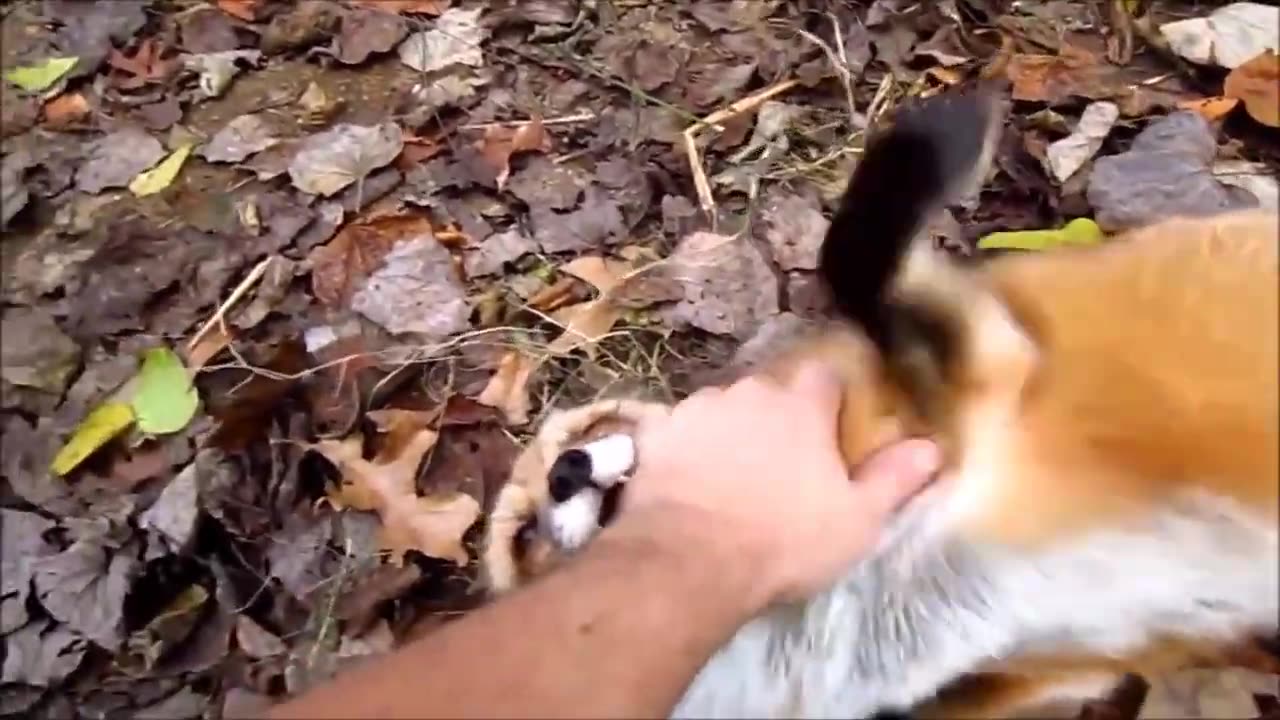 Foxes Living Their Best Lives - Funny Fox