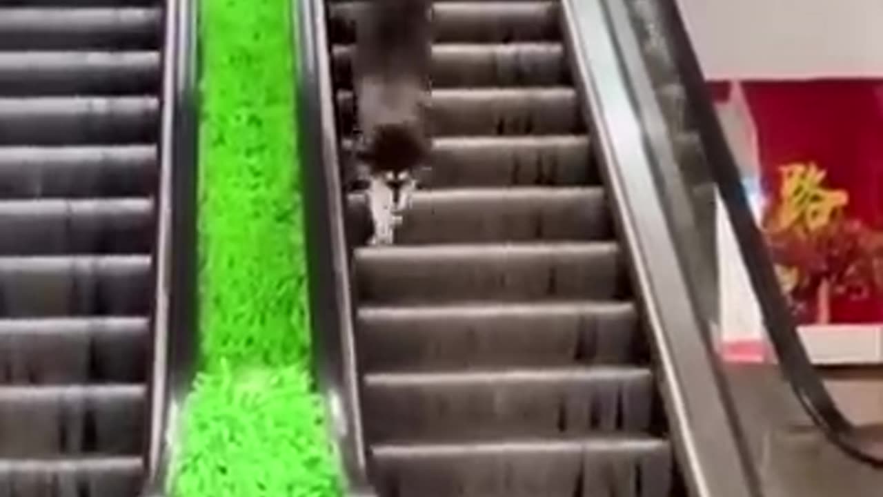 Funny 🤣 video