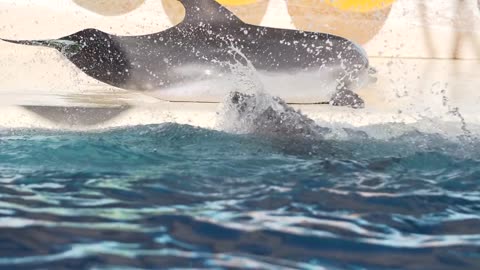 Cute Dolphin Playing in a pool