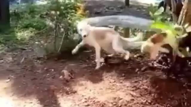 Amazing Dogs And Cat Fun Videos