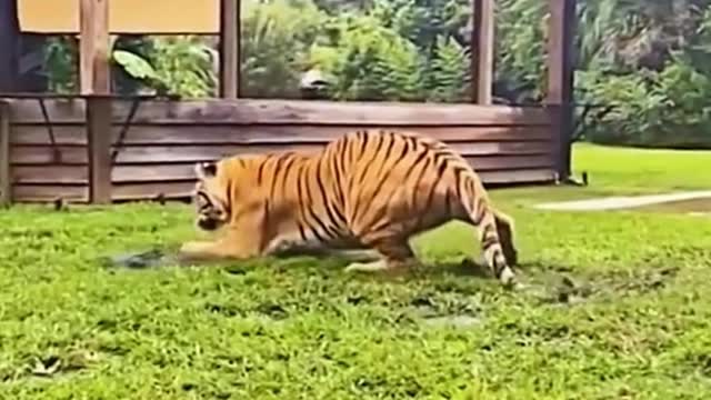 Is it a mouse that the tiger is chasing? The mouse went right under the tiger's arm