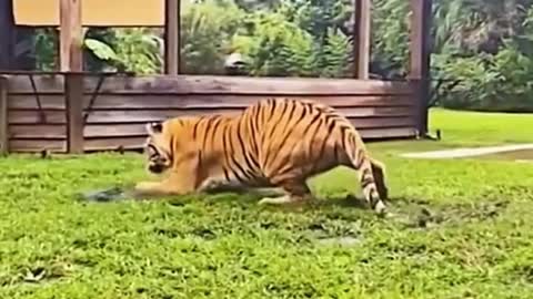 Is it a mouse that the tiger is chasing? The mouse went right under the tiger's arm