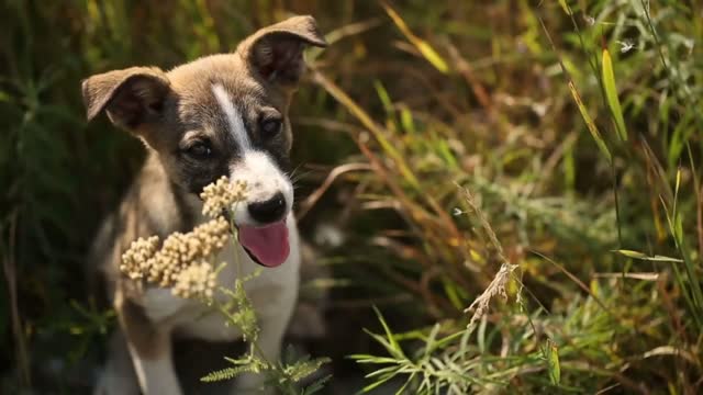 Puppy at the Grass