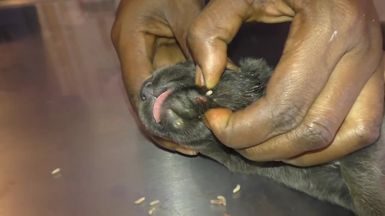 Too many Mangoworms in a 14d old Shepherd puppy, Parasites