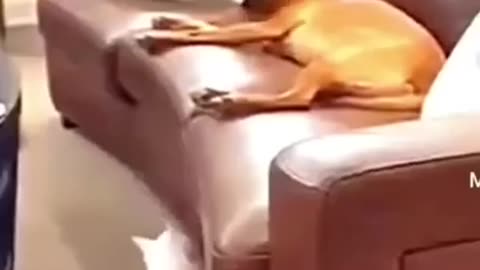 Funny dog 🐕 and cat 🐈