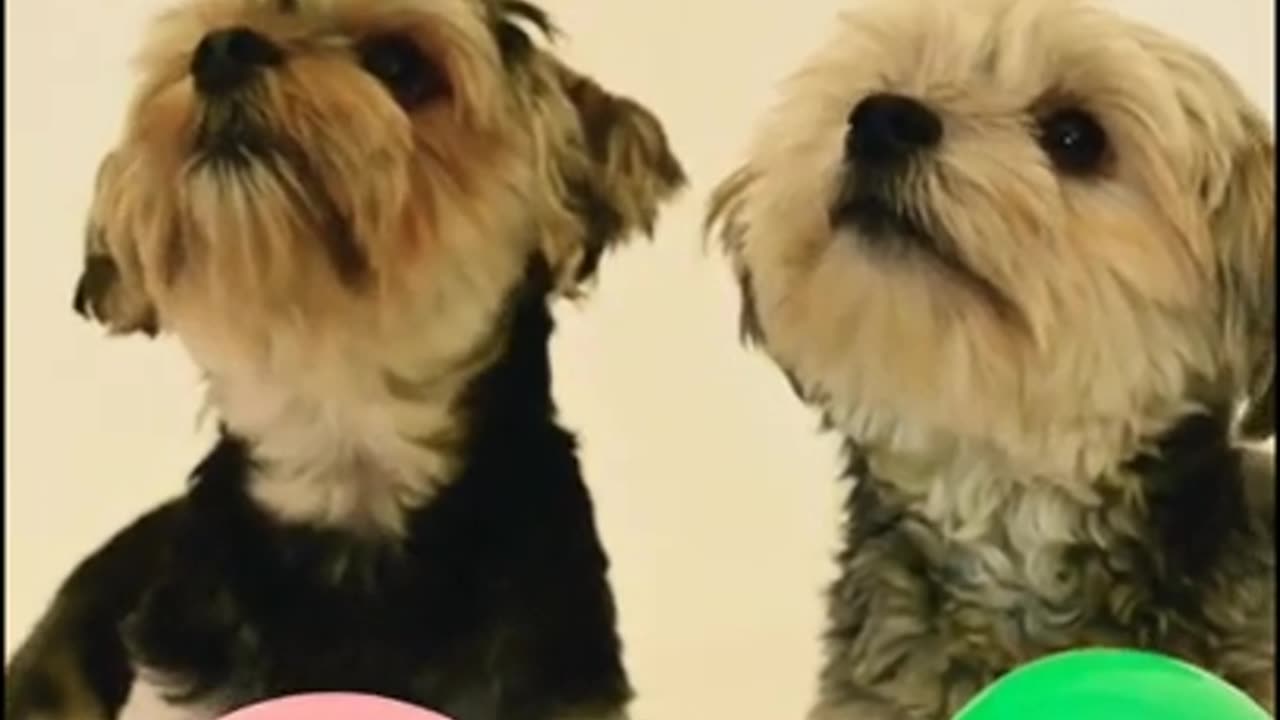 FUNNY DOGS VIDEO 2023