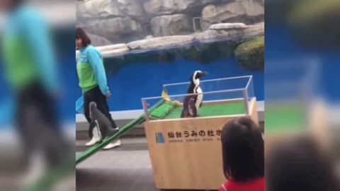 Penguins are well trained to understand human speech