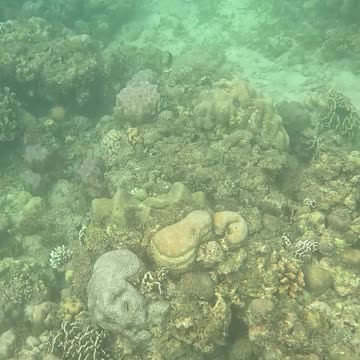 Snorkeling Adventures Philippines. Wow check out at the new coral growing and fish