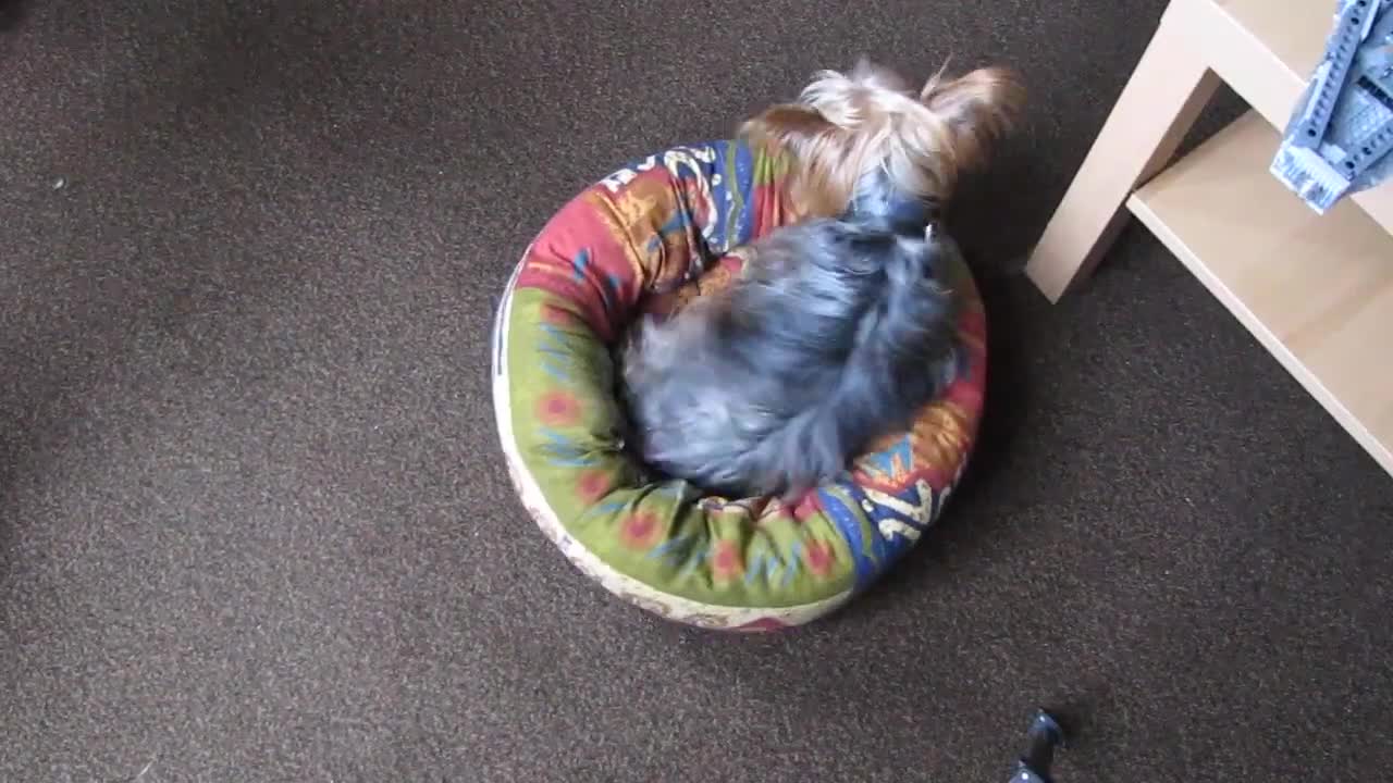 Puck the Yorkshire Terrier arranging her basket