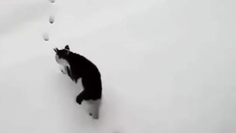 Ninja cat training