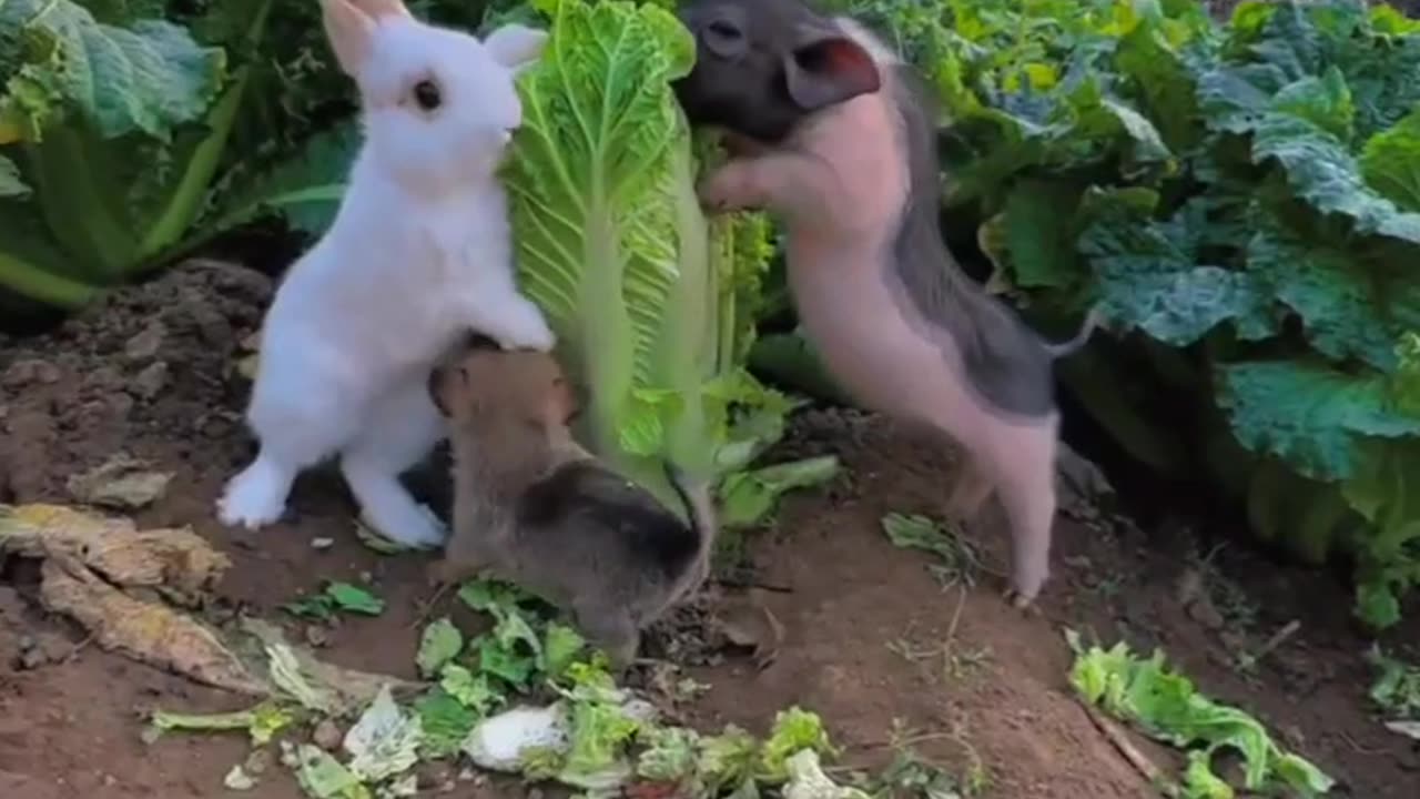 Baby Rabbit Piggy And Pupoy together 🥹