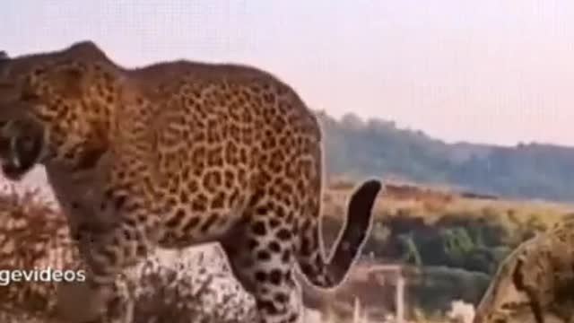 11.So funny cute ❤ dogs 🐶 and cats 🐱 part 21