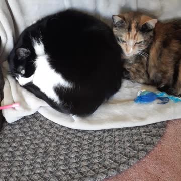 Where are Charlie and Cali sleeping?