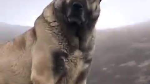 Dog Laughing Cute Video