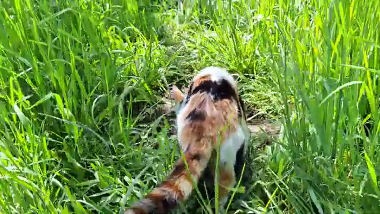 Cute cat eating food in green garden. This cat was very hungry.