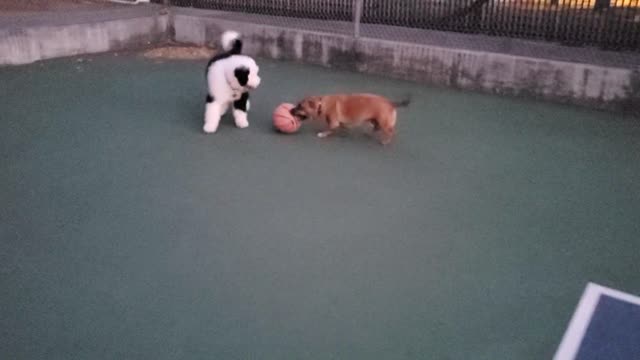 The ball is a little too big