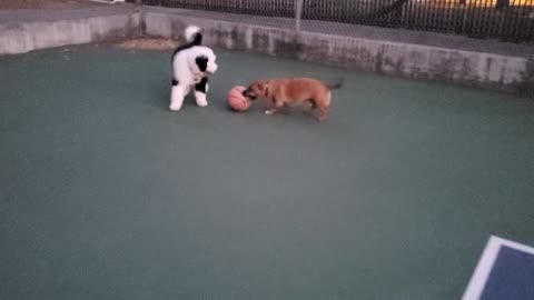 The ball is a little too big