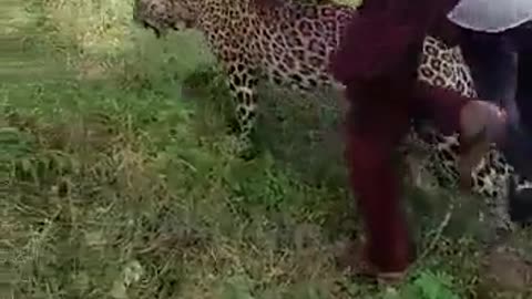 Meawhile India with Leopard..