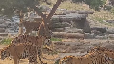 The tiger