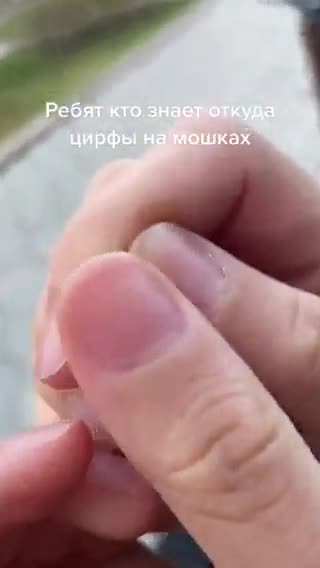 CyborgInsekt zur Überwachung,