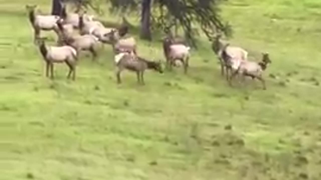 A donkey in Wyoming joins up with an elk herd