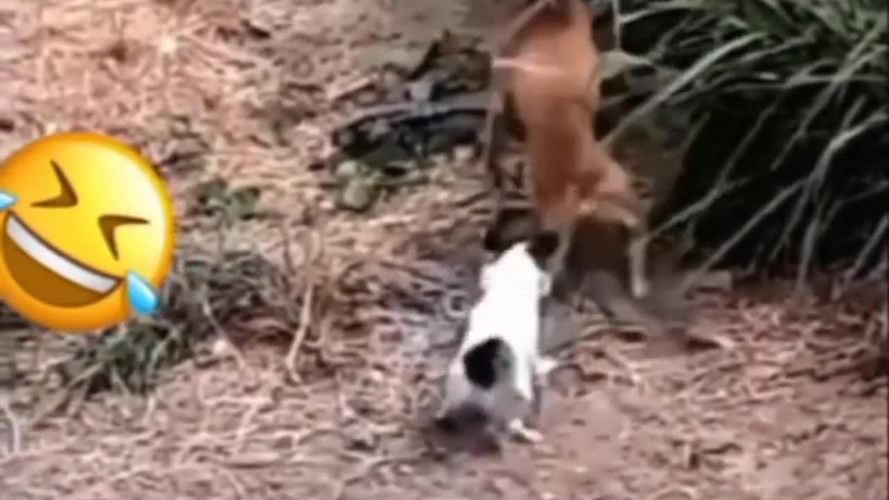 Funny animal video