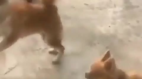 Two dog video