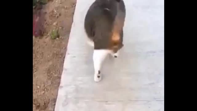 Cat funny video