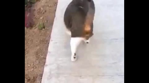 Cat funny video