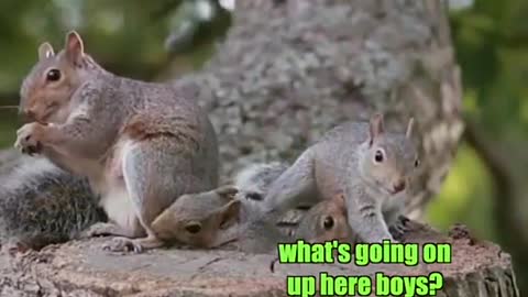 This is squirrel mayhem
