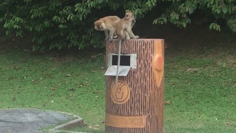 Cheeky Monkey Steals Pieces of Popcorn from the Garbage