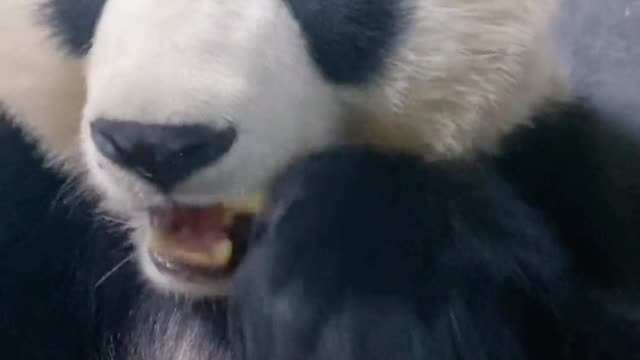 Chinese mythical beasts๐๐ผ๐ผ๐ผ๐ผ